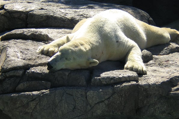 Polar-Bear-Content