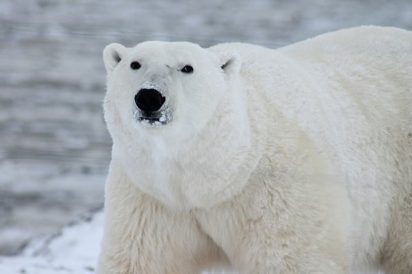 Polar Bear