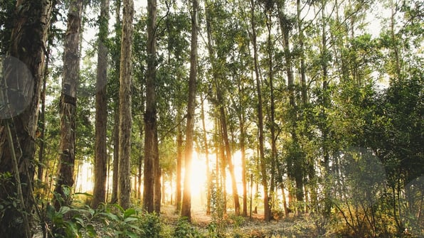 Greening Efforts